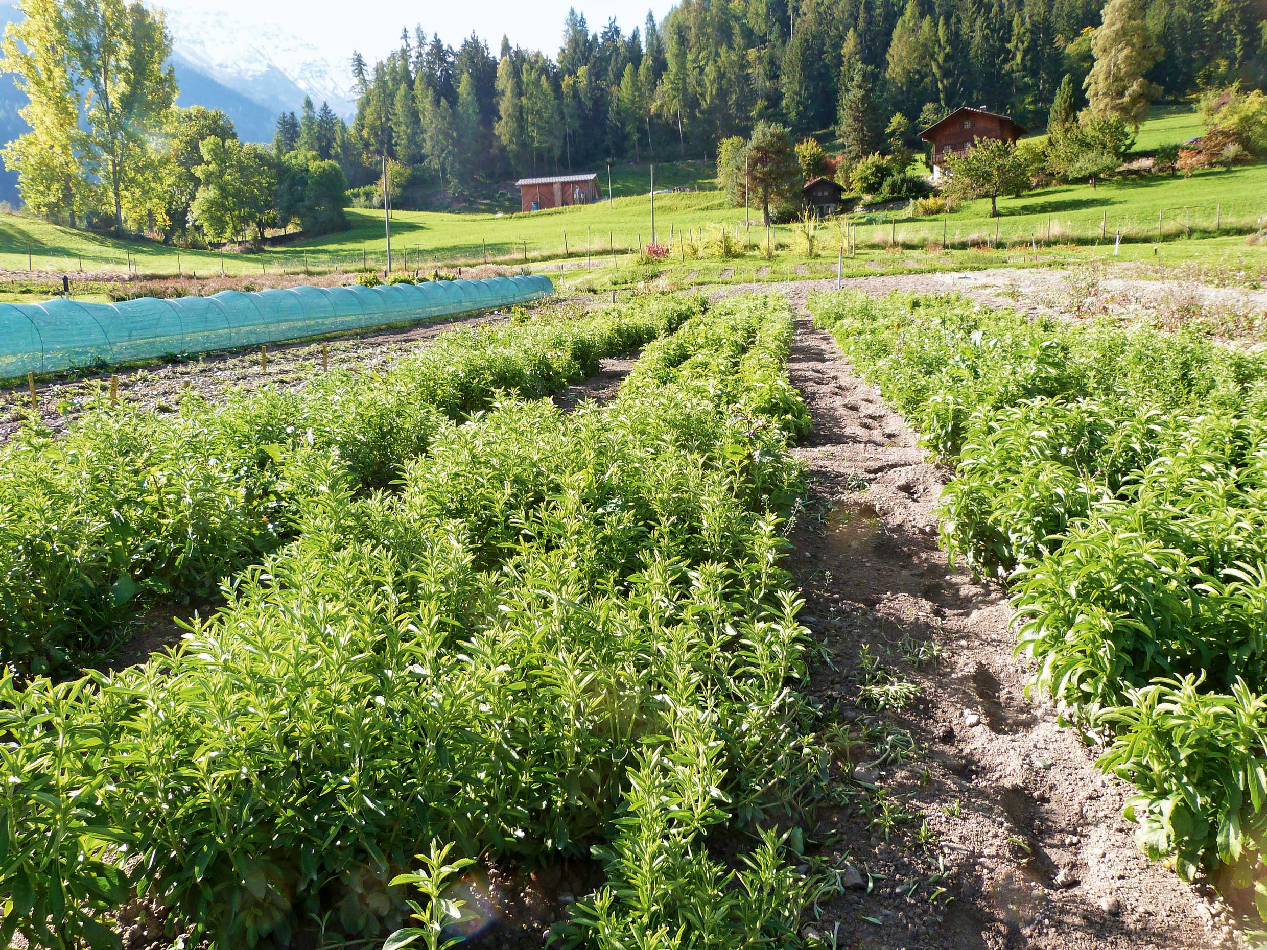 Agronomische und phytochemische Beurteilung von Stevia rebaudiana für Anbau in der Schweiz