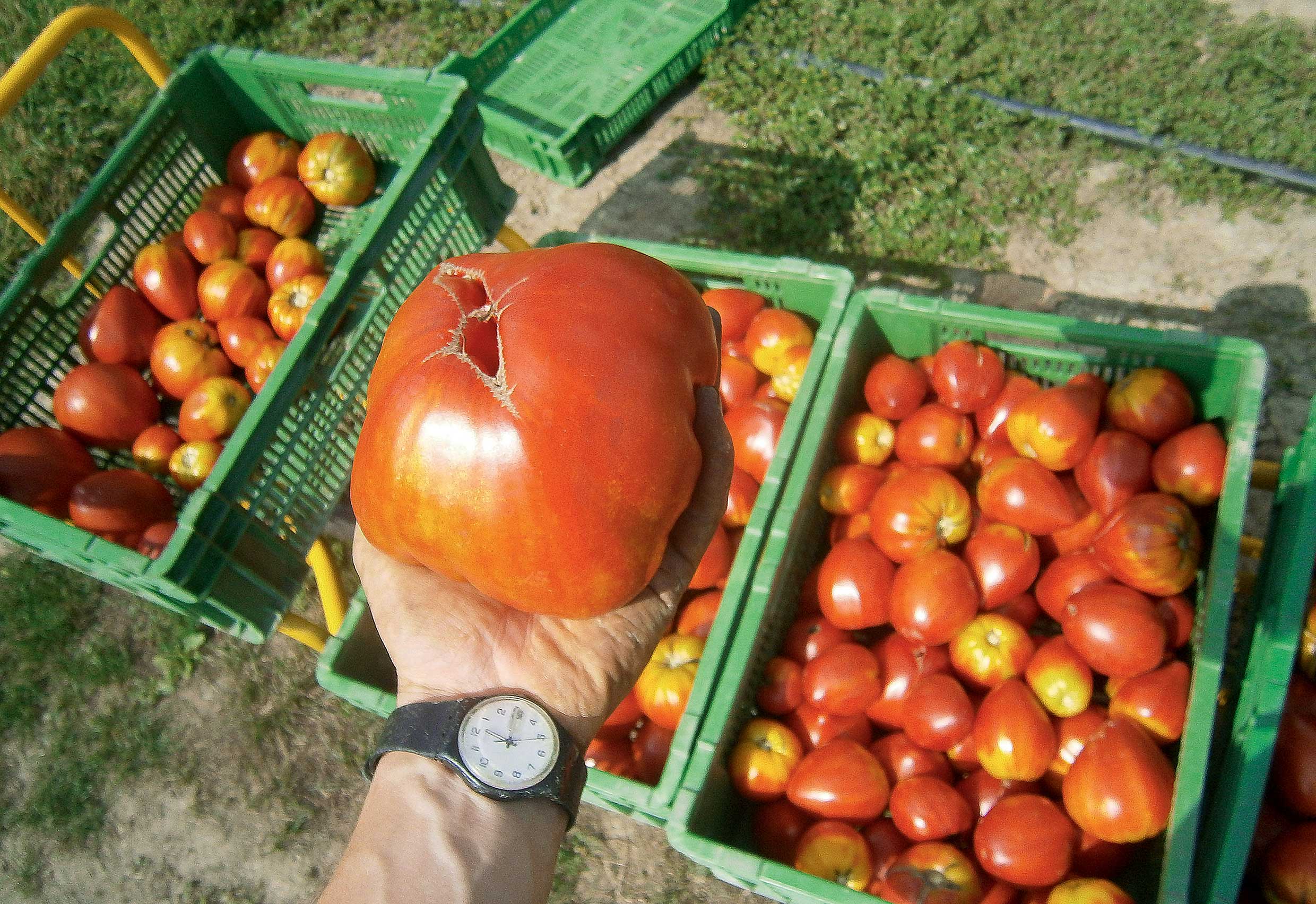 Evaluation de biostimulants commerciaux en culture de tomates en sol