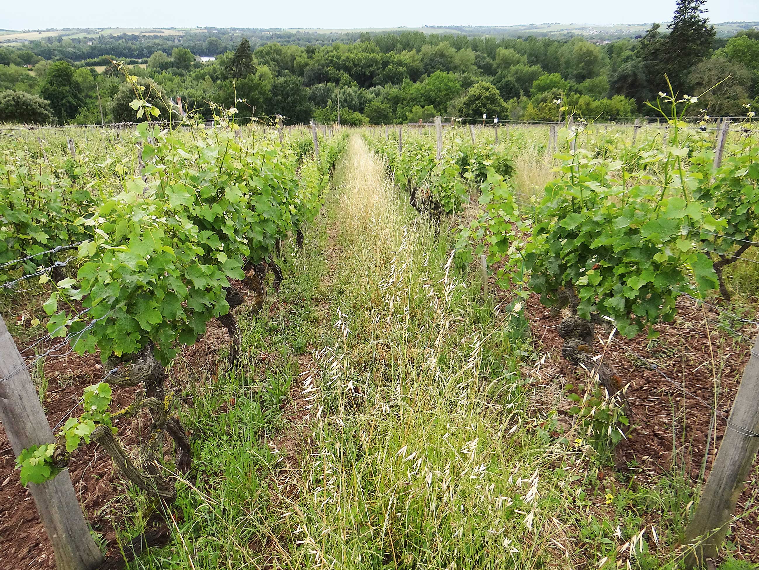 Auswirkung des Jahrgangs auf die umweltorientierten Leistungen einer technischen Weinbaustrecke, die durch Analyse des Lebenszyklus abgeschätzt wurden