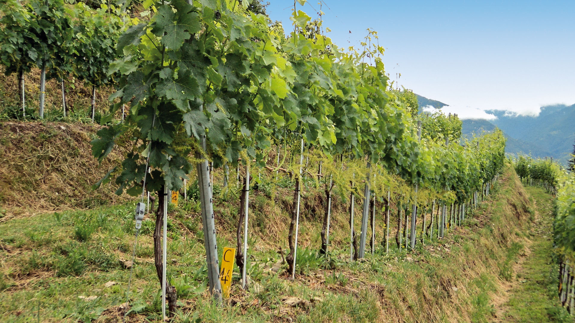 L’effeuillage préfloral sur Merlot: impact à la vigne et sur les vins dans le contexte du Tessin