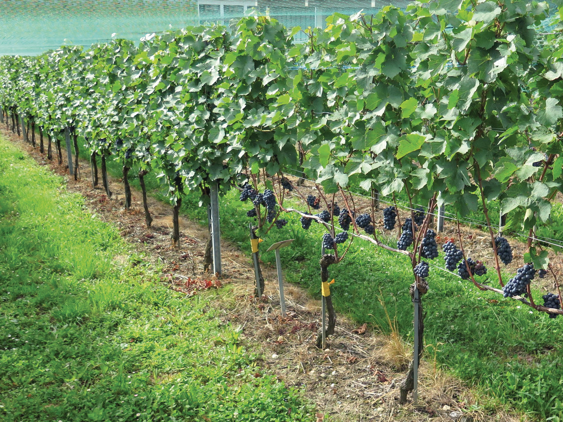 Period and intensity of vine leaf removal: Assessment of five grape varieties in Switzerland