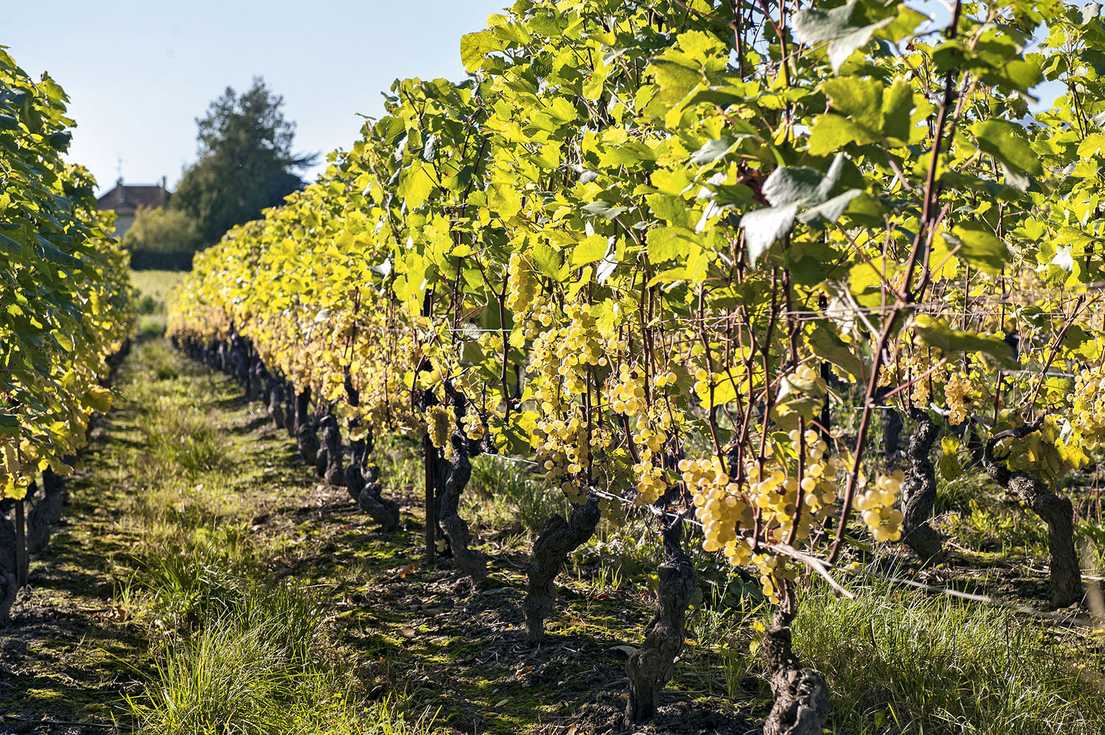 Säureentwicklung in Weintrauben und im Traubenmost in den vergangenen Jahrgängen