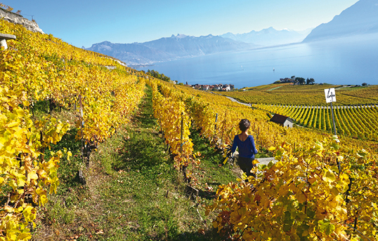 An assessment of three years of fight against Flavescence dorée in canton Vaud