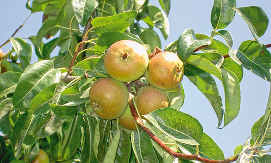 Caractérisation génétique de la variété «Petite poire à grappe» utilisée pour la production de Poire à Botzi AOP