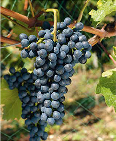 Innovative Varieties for Sustainable Viticulture