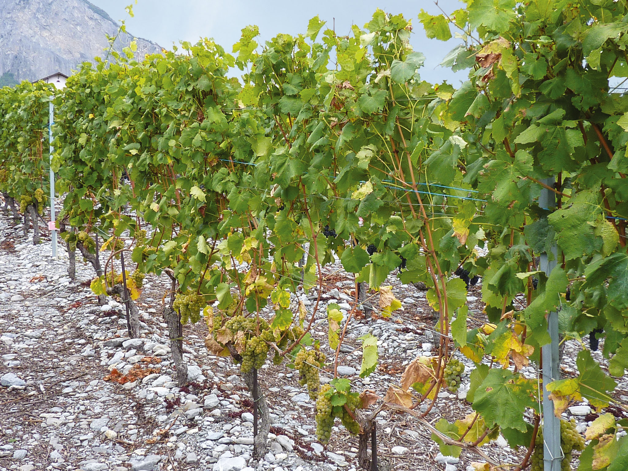 Auswirkungen des Wasserhaushalts von Reben auf deren Verhalten und die Qualität von Weinen der Rebsorte Petite Arvine