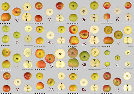 Diversité des pommes suisses : de l’inventaire à la consommation