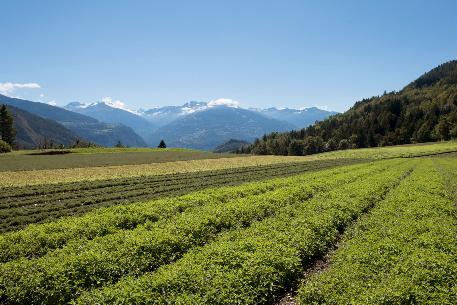 In der Schweiz verwenden die Produzenten von Pfefferminz (Mentha × piperita L.) seit etwa 30 Jahren den aus der Krim stammenden Klon ‚541‘, der aufgrund seiner Produktivität, seines hohen Gehalts an ätherischen Ölen u