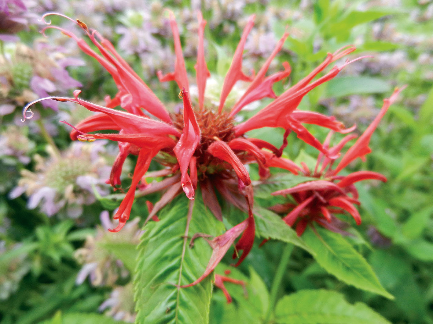 Agronomic and organoleptic comparisons of different lines of monarde (Monarda didyma)