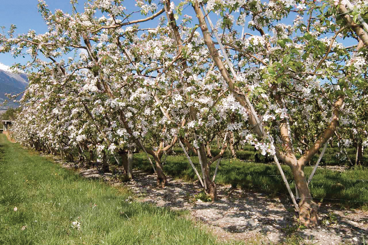 Mechanische, chemische und manuelle Ausdünnung von als Fruchtwand und Drilling erzogen Apfelbäumen