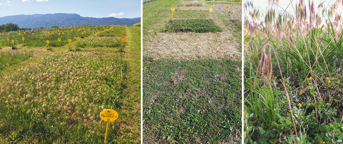 Alternative to herbicides choice of species for cover crops