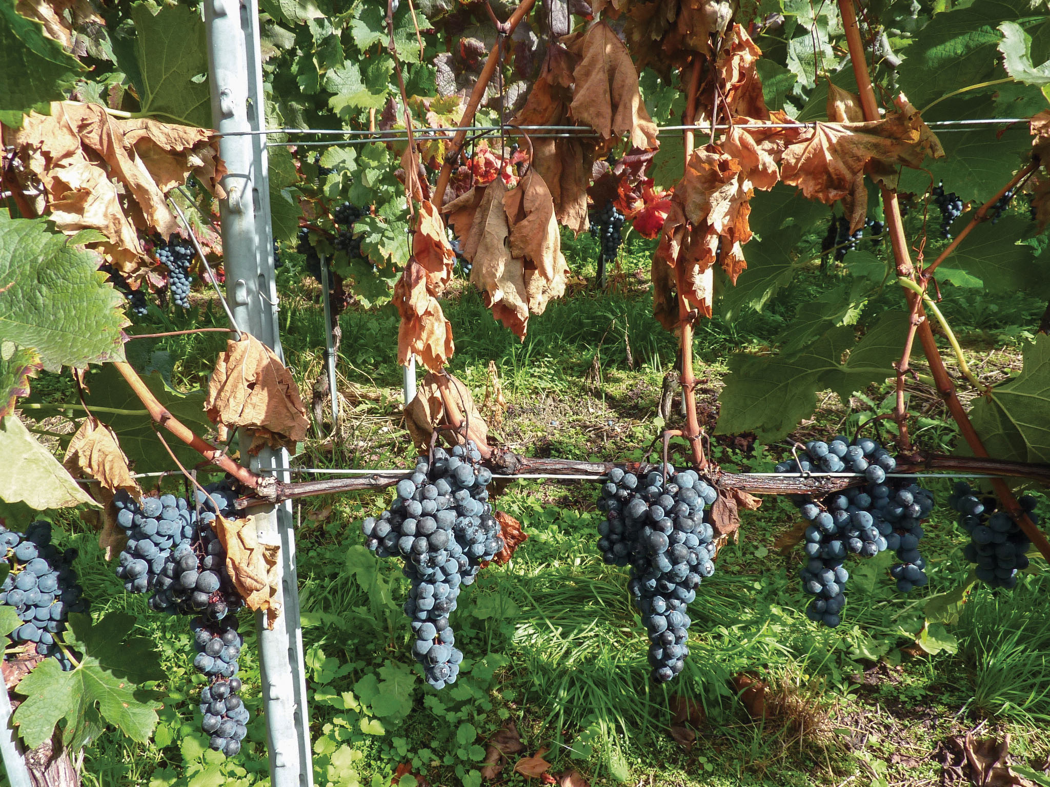 Passerillage: Wirkung auf Apfelsäure und Weinsäure in Syrah- und Merlot-Beeren
