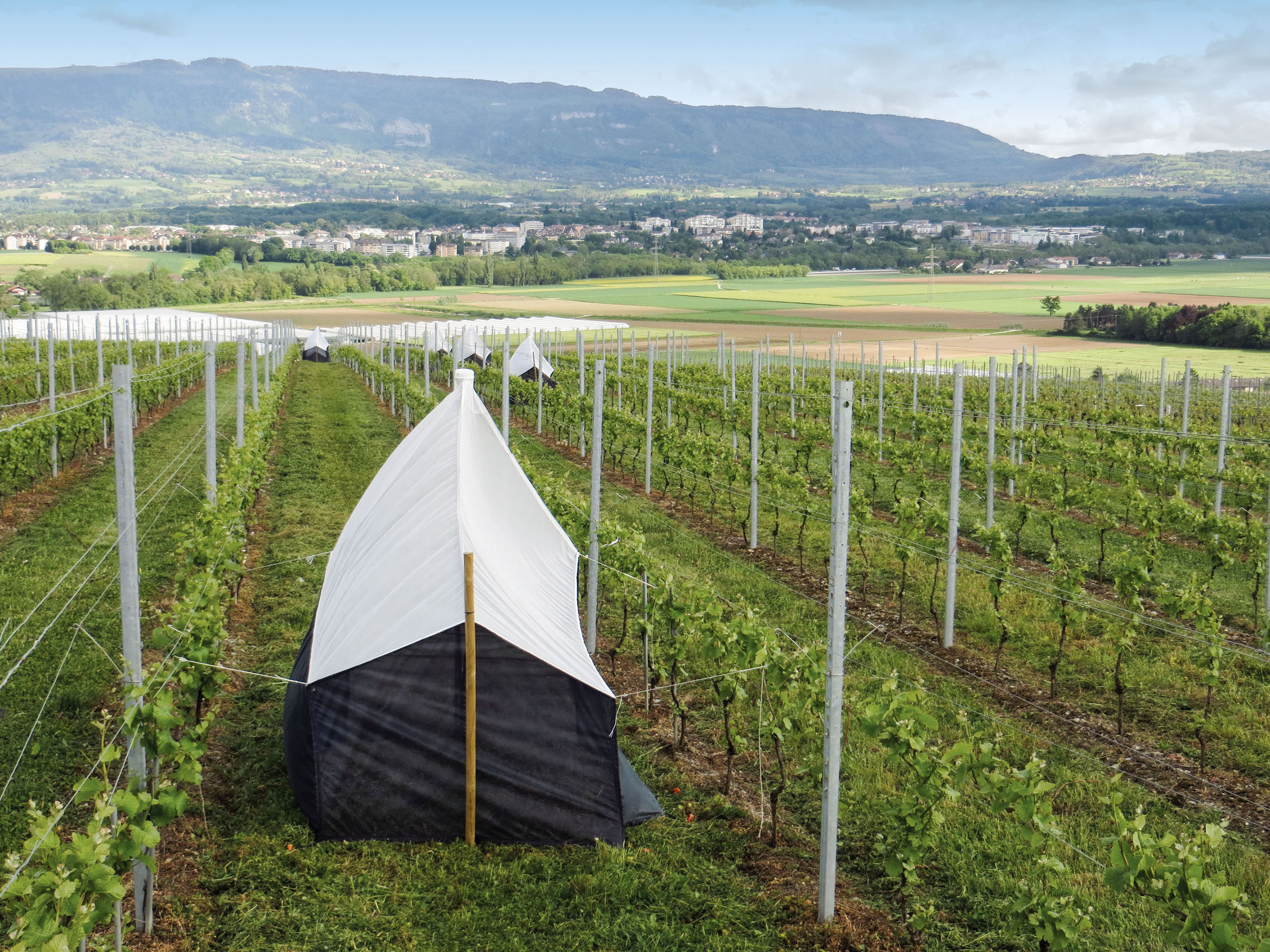 Proposal for a protocol for vegetation monitoring in vineyards and orchards