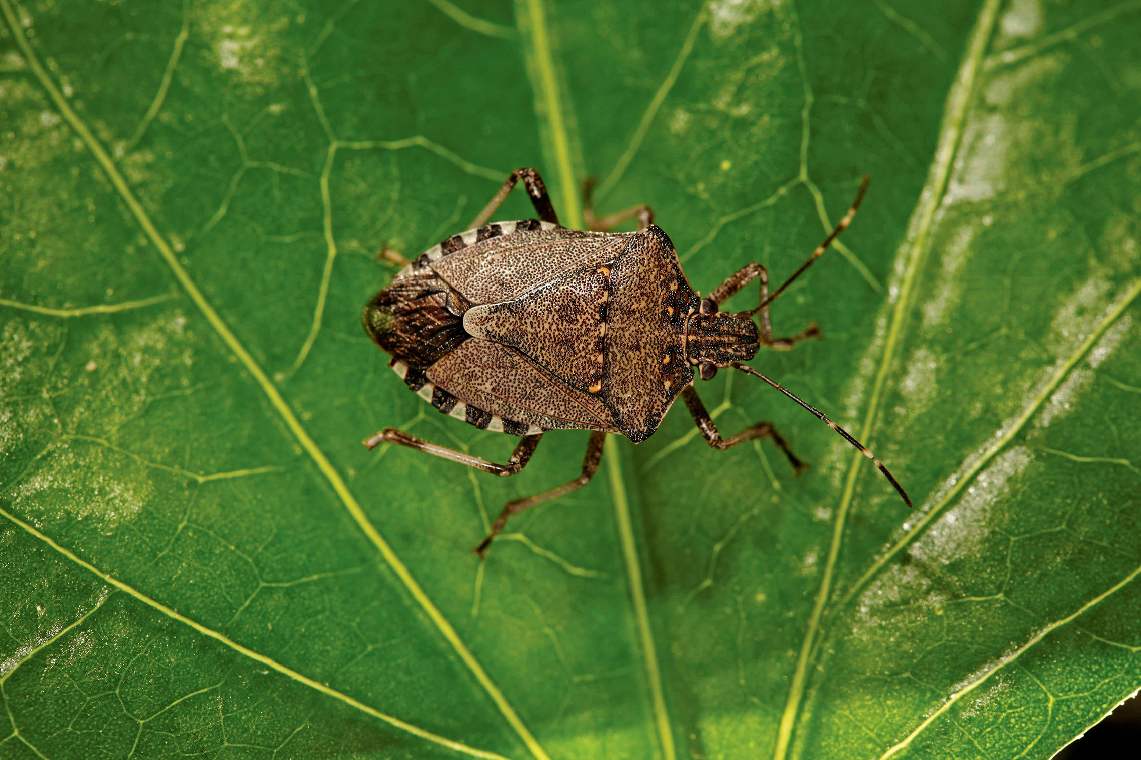 Influence of the brown marmorated stink bug on the taste of musts and wines