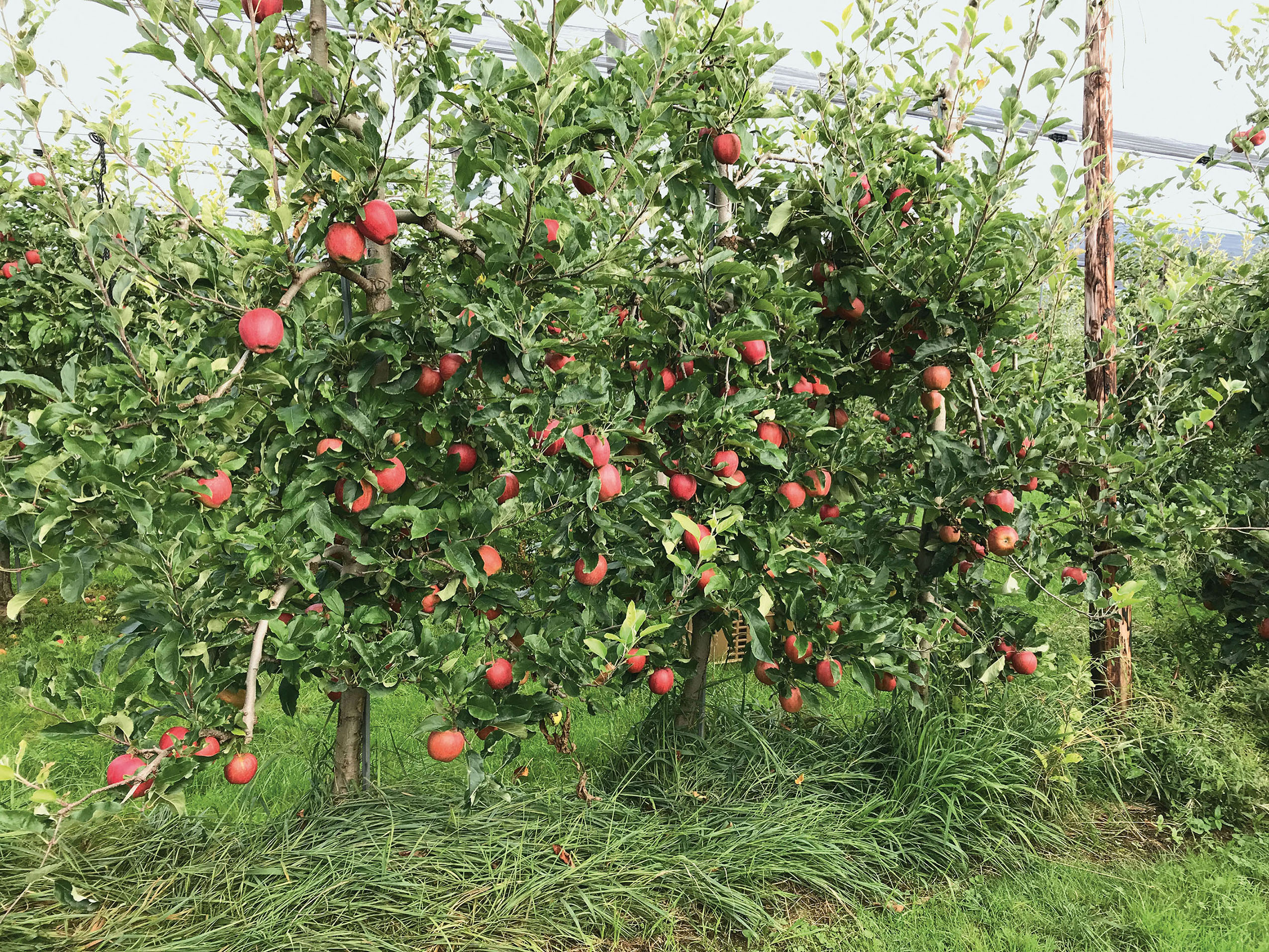 Développement de stratégies durables pour lutter contre les adventices en arboriculture fruitière