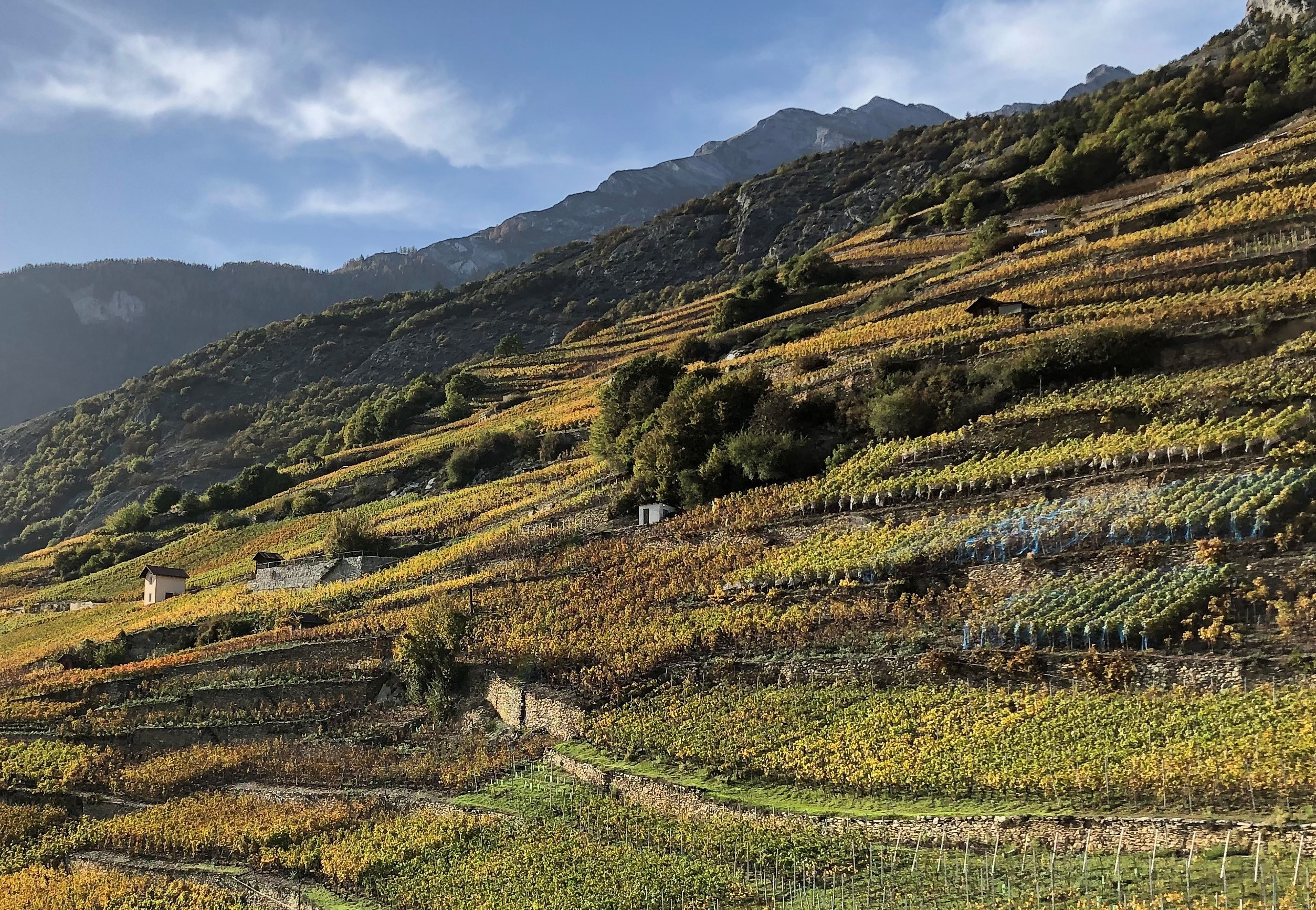 Suivi agronomique et physiologique de la vigne sur un réseau de parcelles en Valais durant le millésime 2022