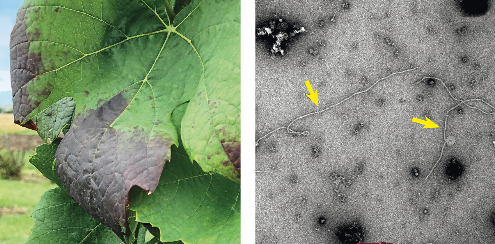 Influence des virus 2 et 4 associés à l’enroulement (GLRaV-2, GLRaV-4) sur le comportement agronomique et la qualité des vins chez le Chasselas