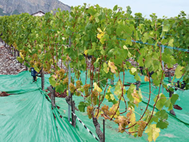 Einfluss der Wasserversorgung auf das Verhalten der Rebe und die Weinqualität bei Chasselas. Ergebnisse eines Bewässerungsversuchs in Leytron (VS)